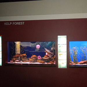 Kelp Forest