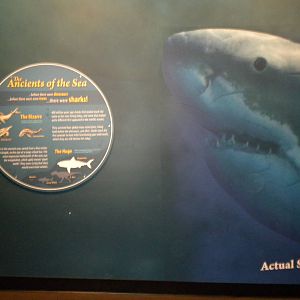 Life sized Great White image