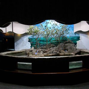 Mangrove Tank