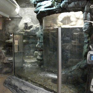 River otter exhibit