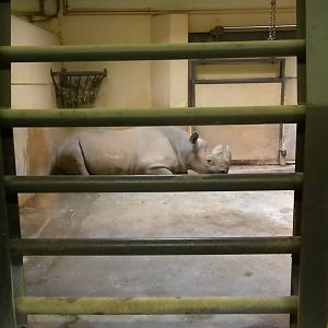 Black Rhino Barn