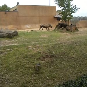 Black Rhino & Egyptian Goose