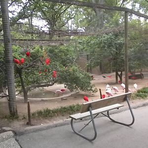 South American Aviary