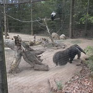 Giant Anteater, King Vulture, Capybara