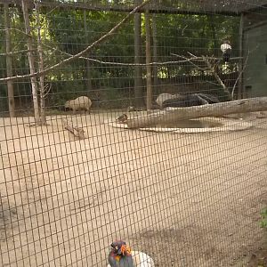 Giant Anteater, King Vulture, Capybara