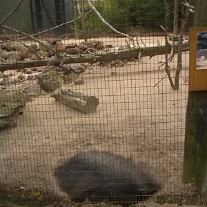 Giant Anteater