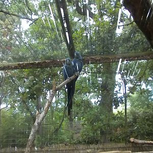 Hyacinth Macaw
