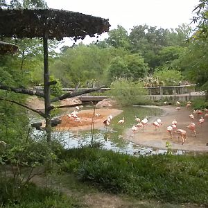 Chilean Flamingos