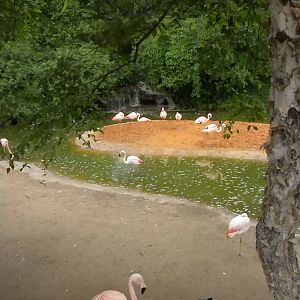 Chilean Flamingos