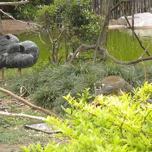 Squirrel Monkey and Crested Screamer