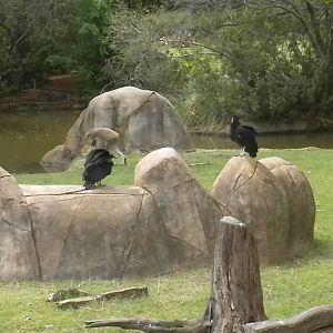 Black Vulture