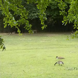 Canada Geese and White-Tailed Deer