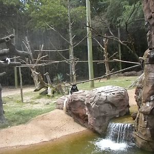 Colobus Monkey
