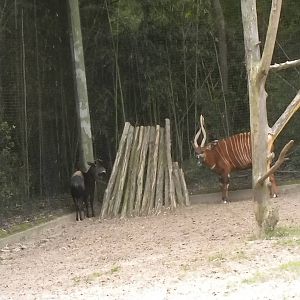 Yellow-Backed Duiker and East African Bongo