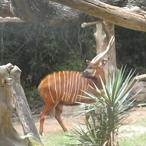 East African Bongo