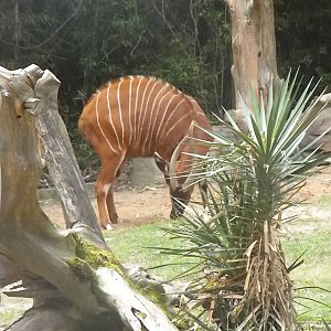 East African Bongo