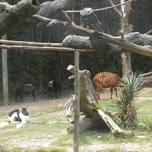 Yellow-Backed Duiker, East African Bongo, and Colobus Monkey