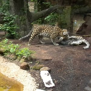 Amur Leopard