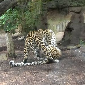 Amur Leopard