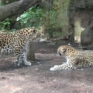 Amur Leopard