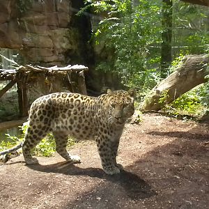 Amur Leopard