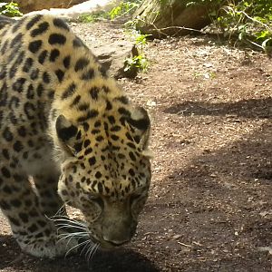 Amur Leopard