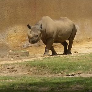 Black Rhino