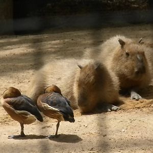 Capybara and Fulvous Whistling Duck