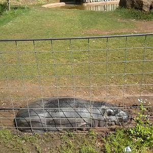 Pygmy Hippo