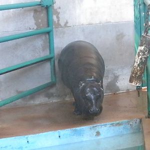 Pygmy Hippo