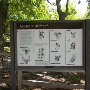 Horns or Antlers
