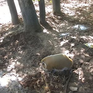 Red River Hog