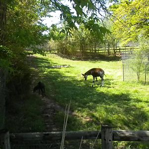 Okapi and Yellow-Backed Duiker