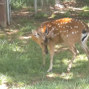 Indochinese Sika Deer