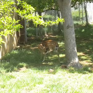 Indochinese Sika Deer