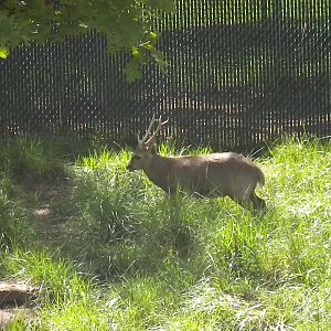 Hog Deer