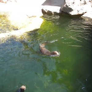 Sea lion