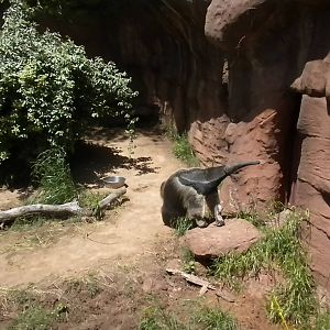Giant Anteater