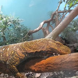 Crocodile Monitor