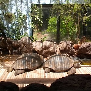 Galapagos Tortoise