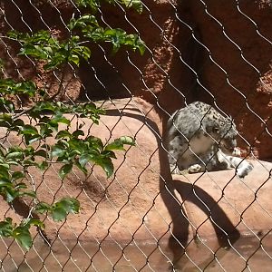 Snow Leopard