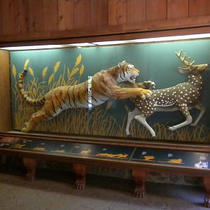 Tiger display