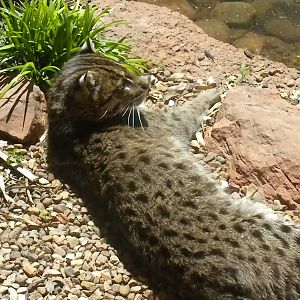Asian Fishing Cat