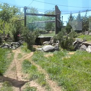Mountain Lion exhibit