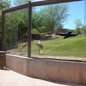 Sandhill Crane & White Tailed Deer