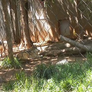 Mexican Gray Wolf