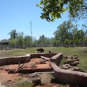 Bison, Prairie Dog, American Badger