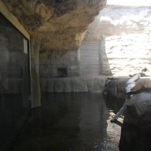 Otter and Beaver exhibit