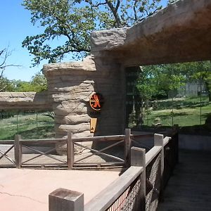 Black Bear exhibit