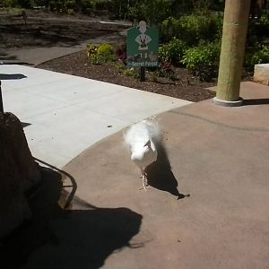 Children's Zoo - Peacock